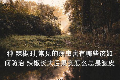 立枯病用什么農(nóng)藥,辣椒的立枯病打什么農(nóng)藥好