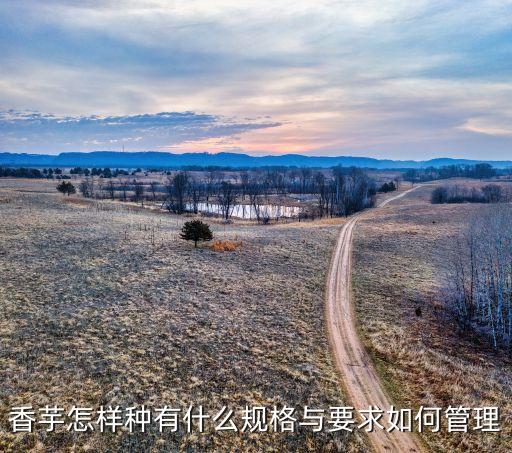 香芋怎樣種有什么規(guī)格與要求如何管理