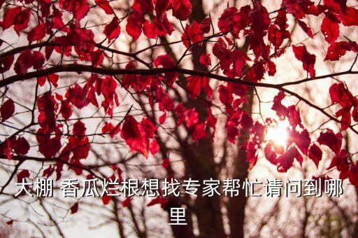 香瓜苗爛根用什么農藥,香瓜噴什么農藥好