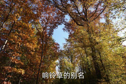 響鈴草的別名