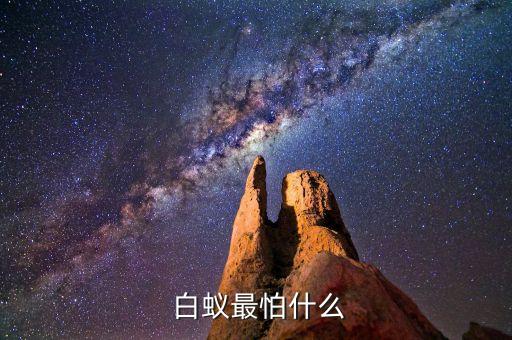  白蟻最怕什么