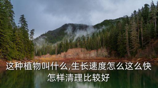這種植物叫什么,生長(zhǎng)速度怎么這么快怎樣清理比較好