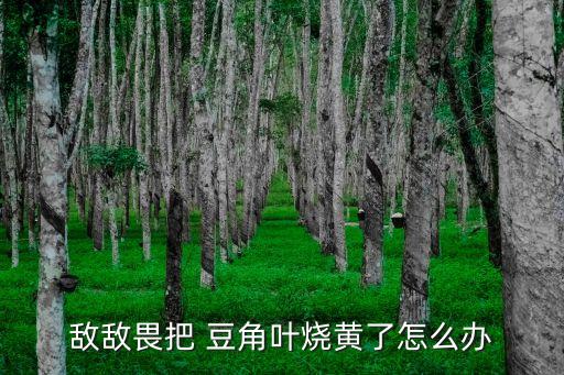 豆角葉子發黃打什么農藥,種的豆角葉子發黃怎么回事