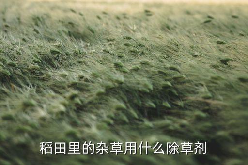 ,莎草用什么農(nóng)藥打最好