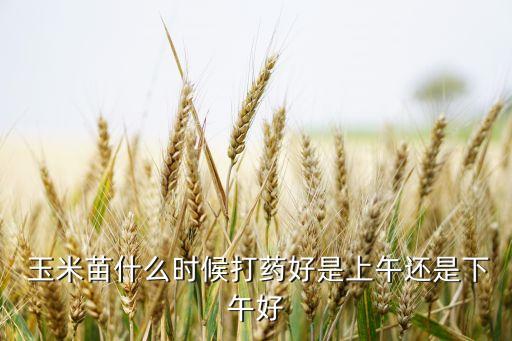  玉米苗什么時候打藥好是上午還是下午好
