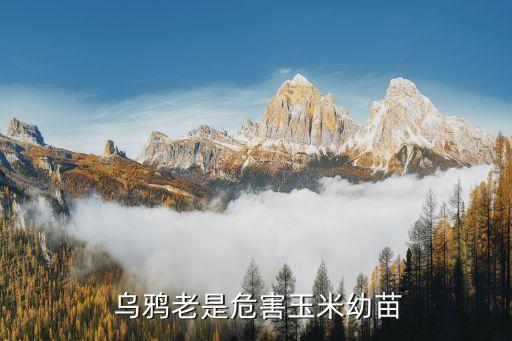 驅趕烏鴉用什么農藥,什么東西能驅趕烏鴉