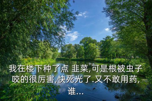 我在樓下種了點 韭菜,可是根被蟲子咬的很厲害,快死光了.又不敢用藥,誰...