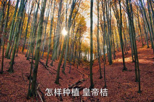皇帝柑為什么有農藥味