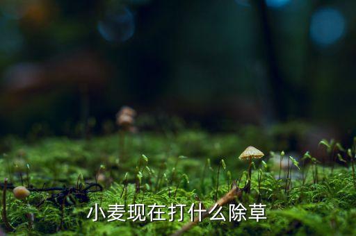 麥子用什么農(nóng)藥好使,什么農(nóng)藥可以打死麥子