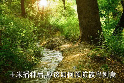  玉米播種后,應該如何預防被鳥刨食