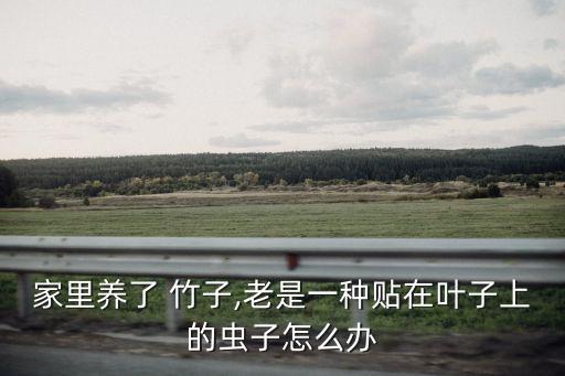 家里養(yǎng)了 竹子,老是一種貼在葉子上的蟲子怎么辦
