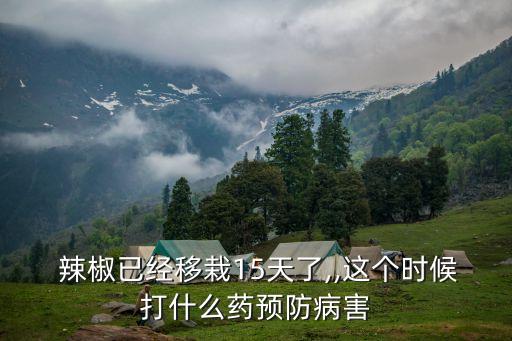  辣椒已經(jīng)移栽15天了,,這個時候打什么藥預(yù)防病害