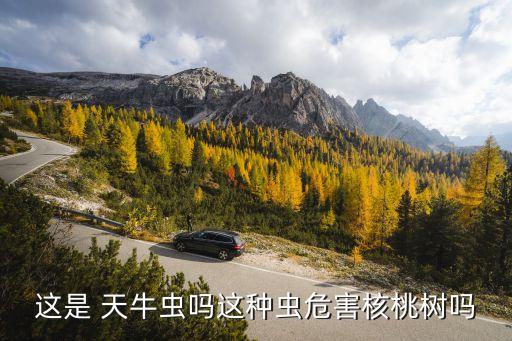 這是 天牛蟲嗎這種蟲危害核桃樹嗎
