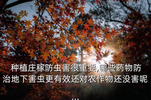  種植莊稼防蟲害很重要,哪些藥物防治地下害蟲更有效還對農作物還沒害呢...