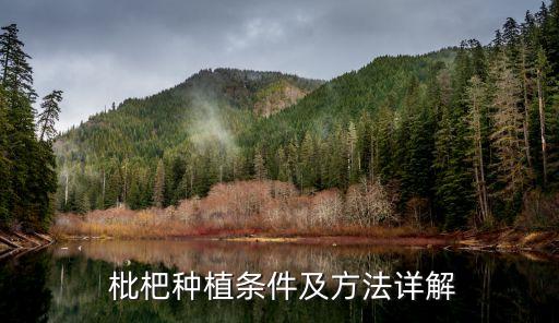 枇杷種植條件及方法詳解