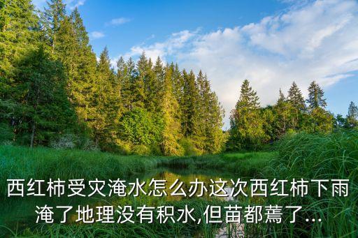 番茄打什么農藥,番茄雨后用什么農藥