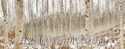 什么溫度適合打小麥除草劑