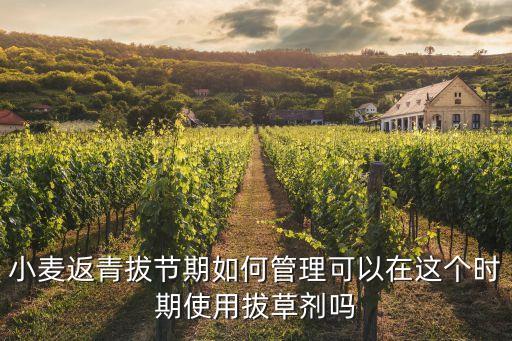 葉子反青噴什么農藥好用