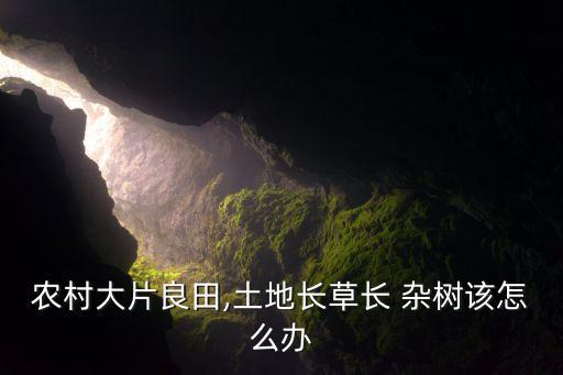 農村大片良田,土地長草長 雜樹該怎么辦