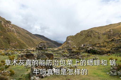 草木灰真的能防治包菜上的蟋蟀和 蝸牛嗎真相是怎樣的