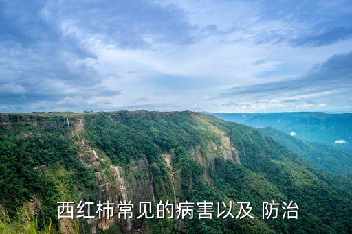 采摘西紅柿用什么農(nóng)藥防治,西紅柿打什么農(nóng)藥