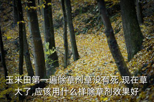 玉米田第一遍除草劑草沒(méi)有死,現(xiàn)在草大了,應(yīng)該用什么樣除草劑效果好