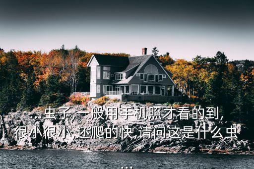 ...蟲子,一般用手機照才看的到,很小很小,還爬的快,請問這是什么蟲...