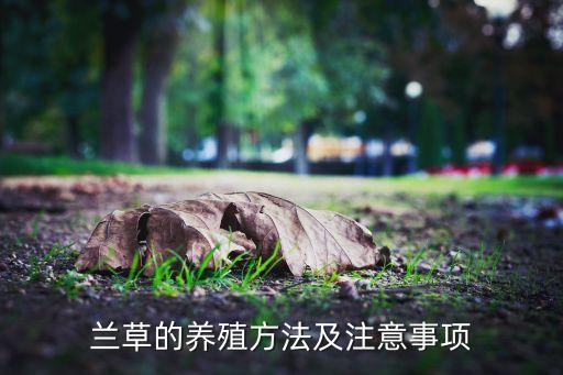 蘭草的養(yǎng)殖方法及注意事項(xiàng)