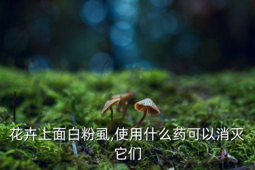花卉上面白粉虱,使用什么藥可以消滅它們