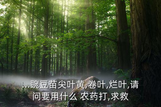 ...豌豆苗尖葉黃,卷葉,爛葉,請問要用什么 農藥打,求救