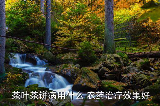  茶葉茶餅病用什么 農(nóng)藥治療效果好