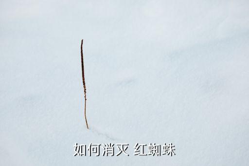 如何消滅 紅蜘蛛