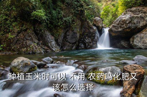 種植玉米時可以 不用 農藥嗎化肥又該怎么選擇