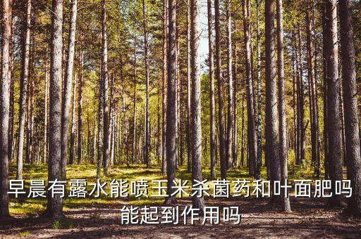 早晨有露水能噴玉米殺菌藥和葉面肥嗎能起到作用嗎