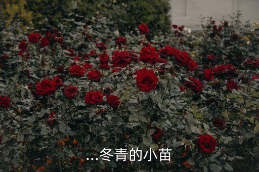 冬青苗用什么農(nóng)藥,什么農(nóng)藥可以殺死冬青