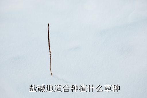  鹽堿地適合種植什么草種