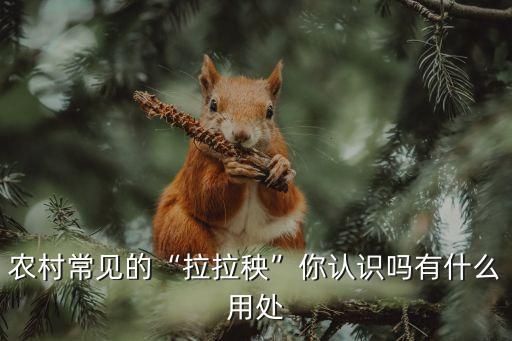 什么農藥治澀剌秧根,3911農藥主要治什么