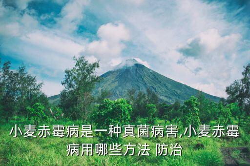小麥赤霉病是一種真菌病害,小麥赤霉病用哪些方法 防治