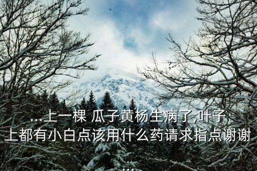 ...上一棵 瓜子黃楊生病了,葉子上都有小白點該用什么藥請求指點謝謝...