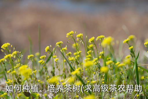 烏牛早春茶打什么農藥