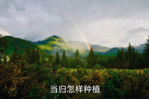 當歸面死用什么農(nóng)藥,當歸打什么農(nóng)藥壯根