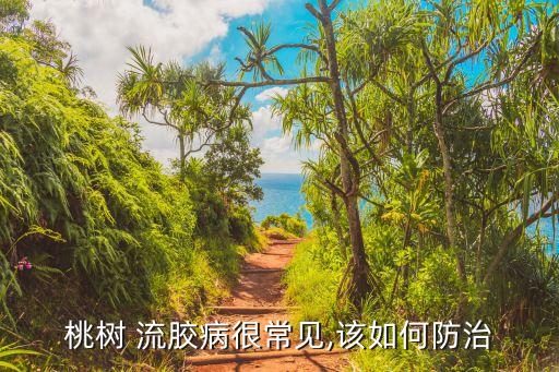 桃樹枝流膠噴什么農藥