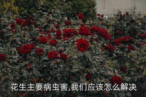 花生鋼珠蟲用什么農藥,花生呀蟲噴什么農藥