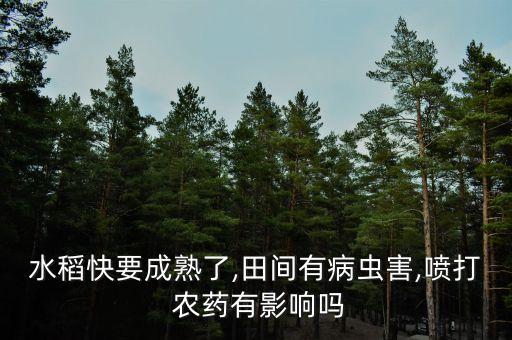 水稻快要成熟了,田間有病蟲害,噴打 農藥有影響嗎