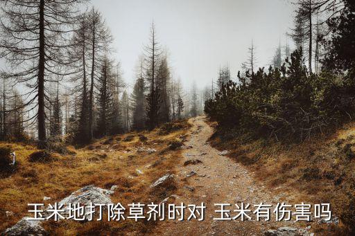  玉米地打除草劑時對 玉米有傷害嗎
