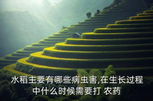  水稻主要有哪些病蟲害,在生長過程中什么時候需要打 農藥