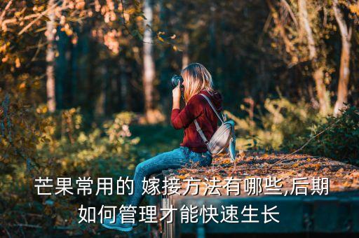  芒果常用的 嫁接方法有哪些,后期如何管理才能快速生長(zhǎng)