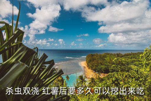 殺蟲雙澆 紅薯后要多久可以挖出來吃