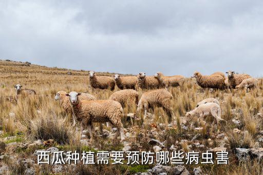  西瓜種植需要預防哪些病蟲害