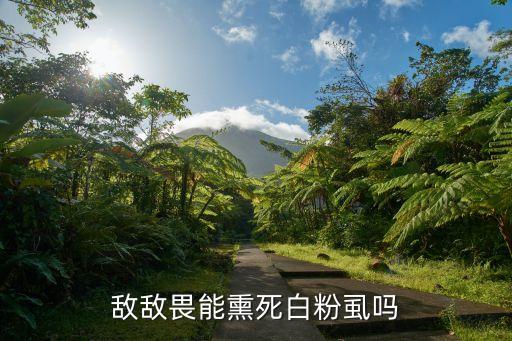 粉飛虱用什么農藥殺死,白飛虱用什么殺死